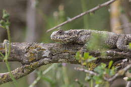 Image of Scortecci's Agama