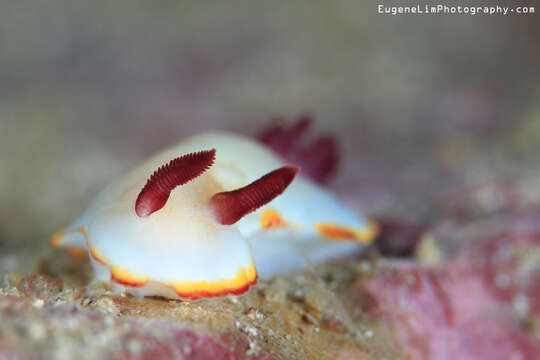 Image of Goniobranchus sinensis (Rudman 1985)