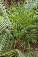 Image of Manarano palm