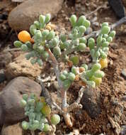 Image of Tetraena fontanesii (Webb & Berthel.) Beier & Thulin