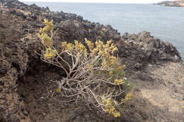 Image of Tetraena fontanesii (Webb & Berthel.) Beier & Thulin