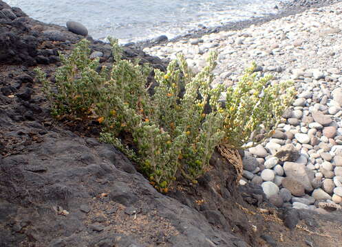 Image de Tetraena fontanesii (Webb & Berthel.) Beier & Thulin