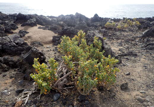 Plancia ëd Tetraena fontanesii (Webb & Berthel.) Beier & Thulin