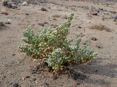 Image of Tetraena fontanesii (Webb & Berthel.) Beier & Thulin