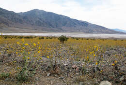 Geraea canescens Torr. & A. Gray的圖片