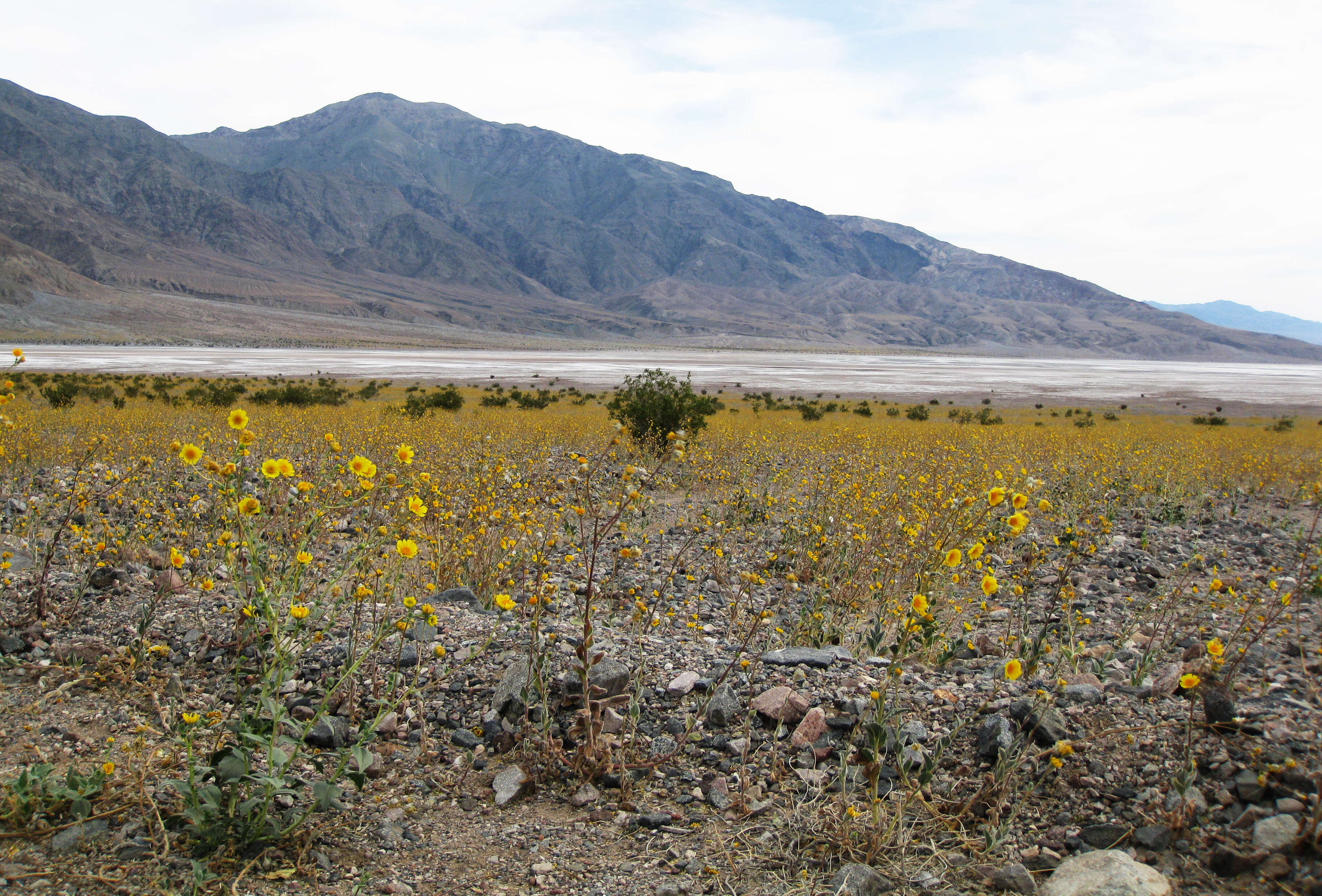 Geraea canescens Torr. & A. Gray的圖片