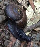 Image of Powelliphanta traversi (Powell 1930)