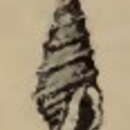 Image of Tomopleura bellardii (Jousseaume 1883)