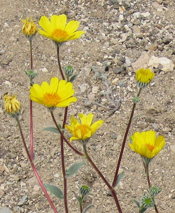 Geraea canescens Torr. & A. Gray的圖片