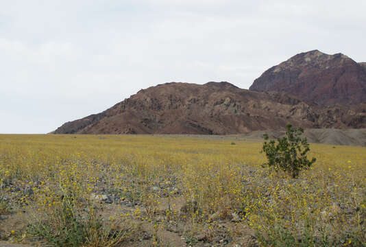 Geraea canescens Torr. & A. Gray的圖片