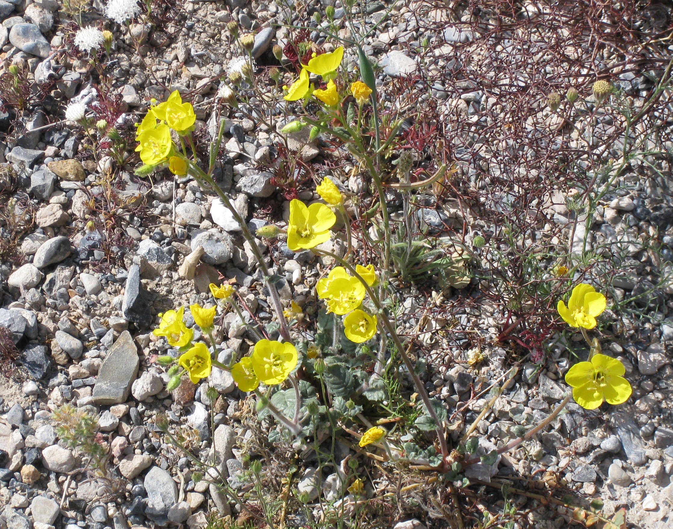 Image de Chylismia brevipes Small