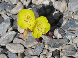 Image de Chylismia brevipes Small