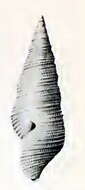 Image of Tomopleura subtilinea (Hedley 1918)
