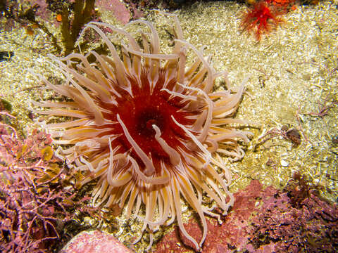 Image of crusty red anemone