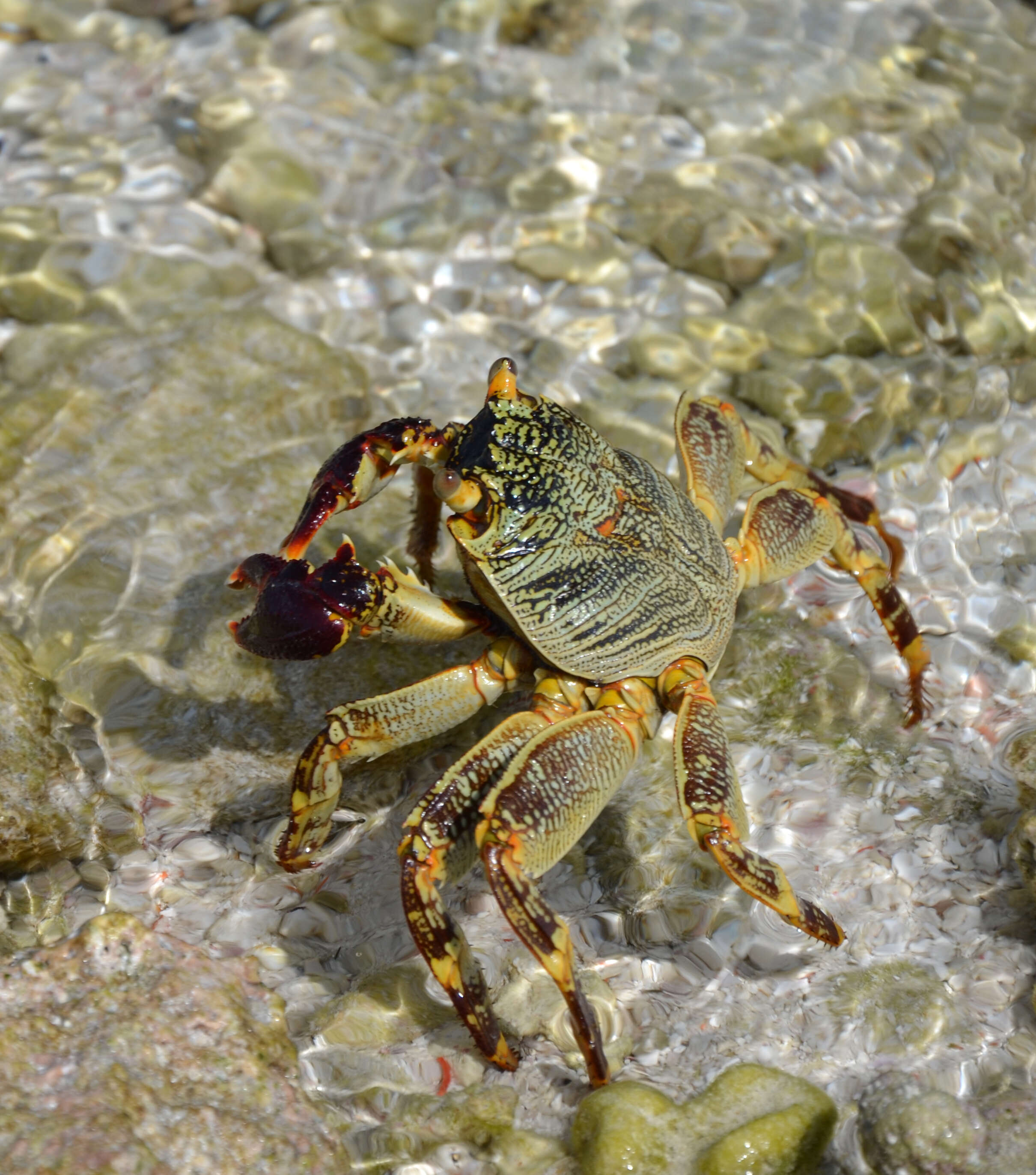 Image of Shore crab