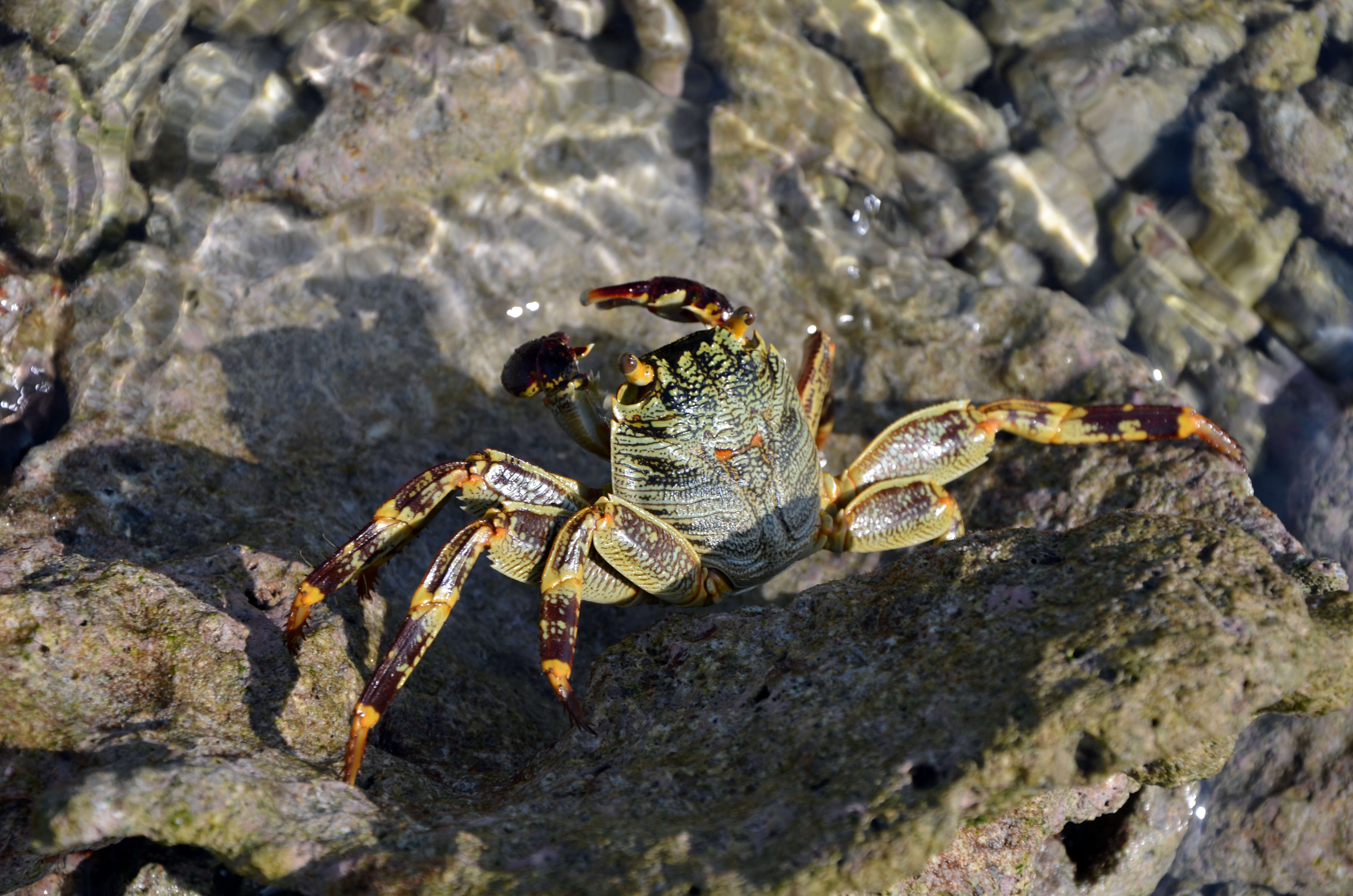 Image of Shore crab