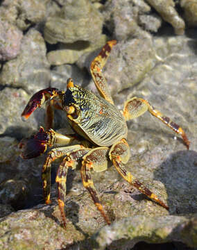 Image of Shore crab