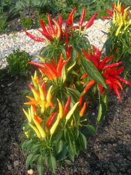 Image of cayenne pepper