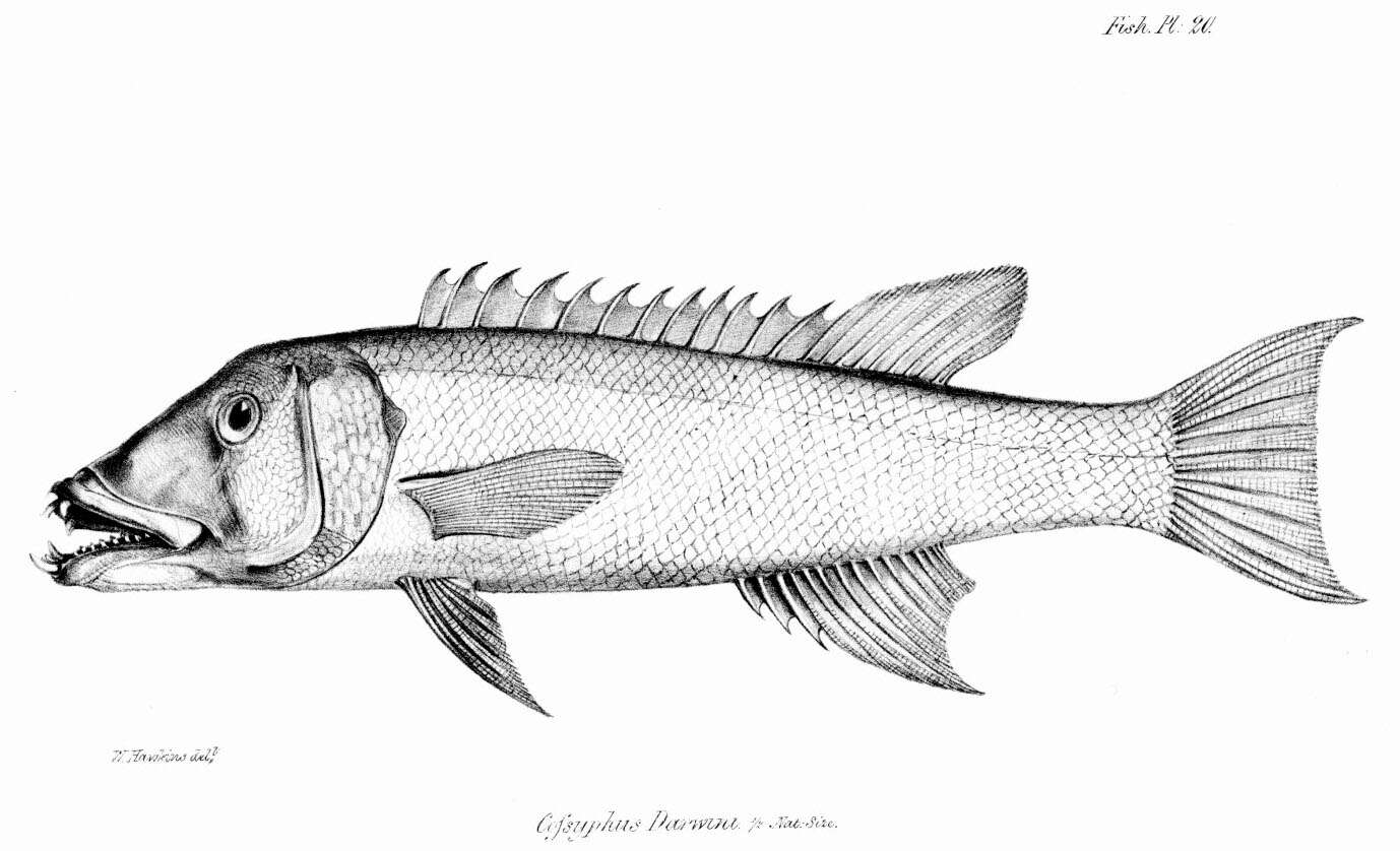 Слика од Semicossyphus darwini (Jenyns 1842)