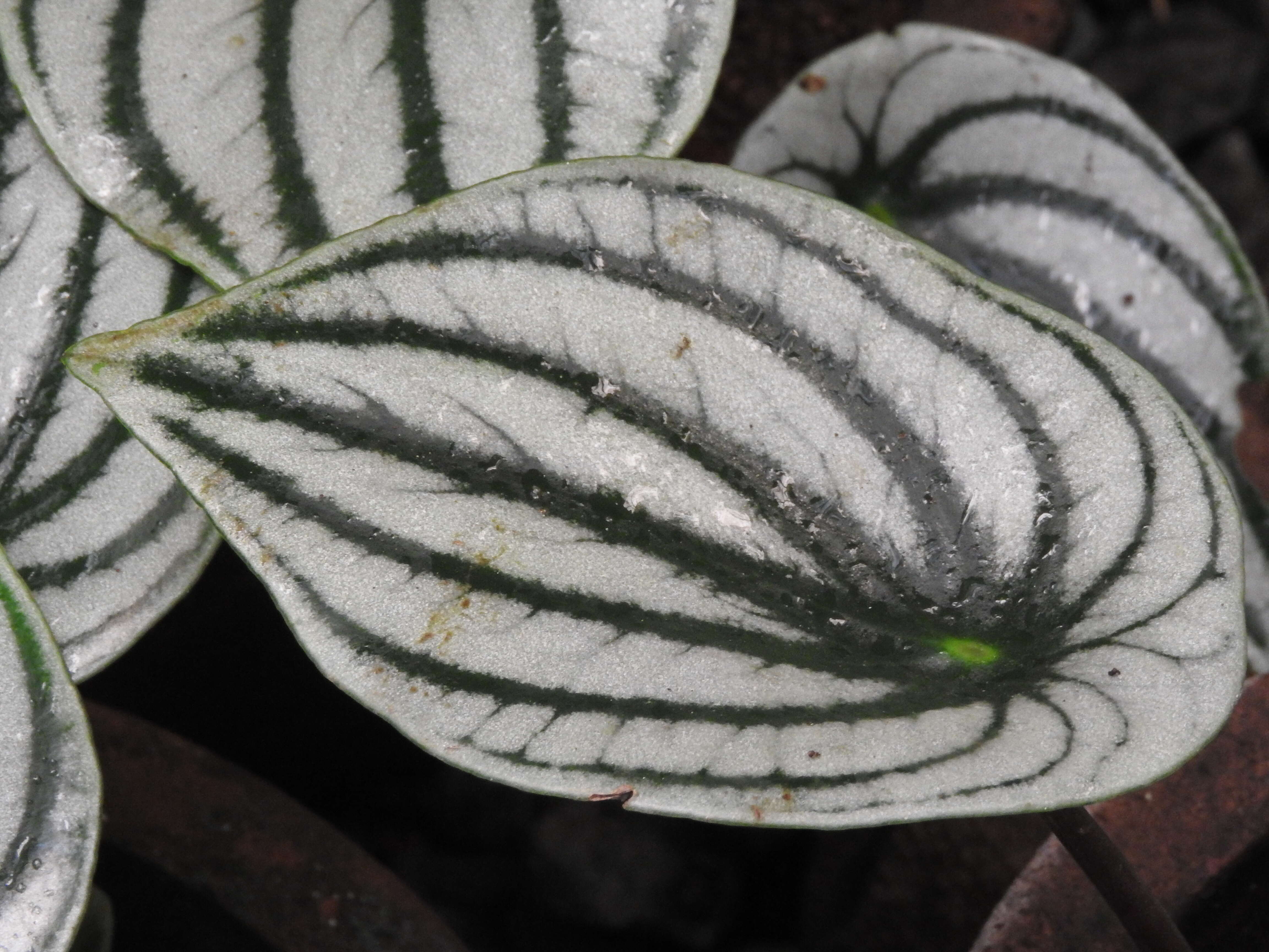 Image of Peperomia argyreia (Miq.) E. Morr.