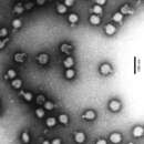 Sivun Semliki Forest virus kuva