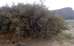 Image of Canary Island tamarisk