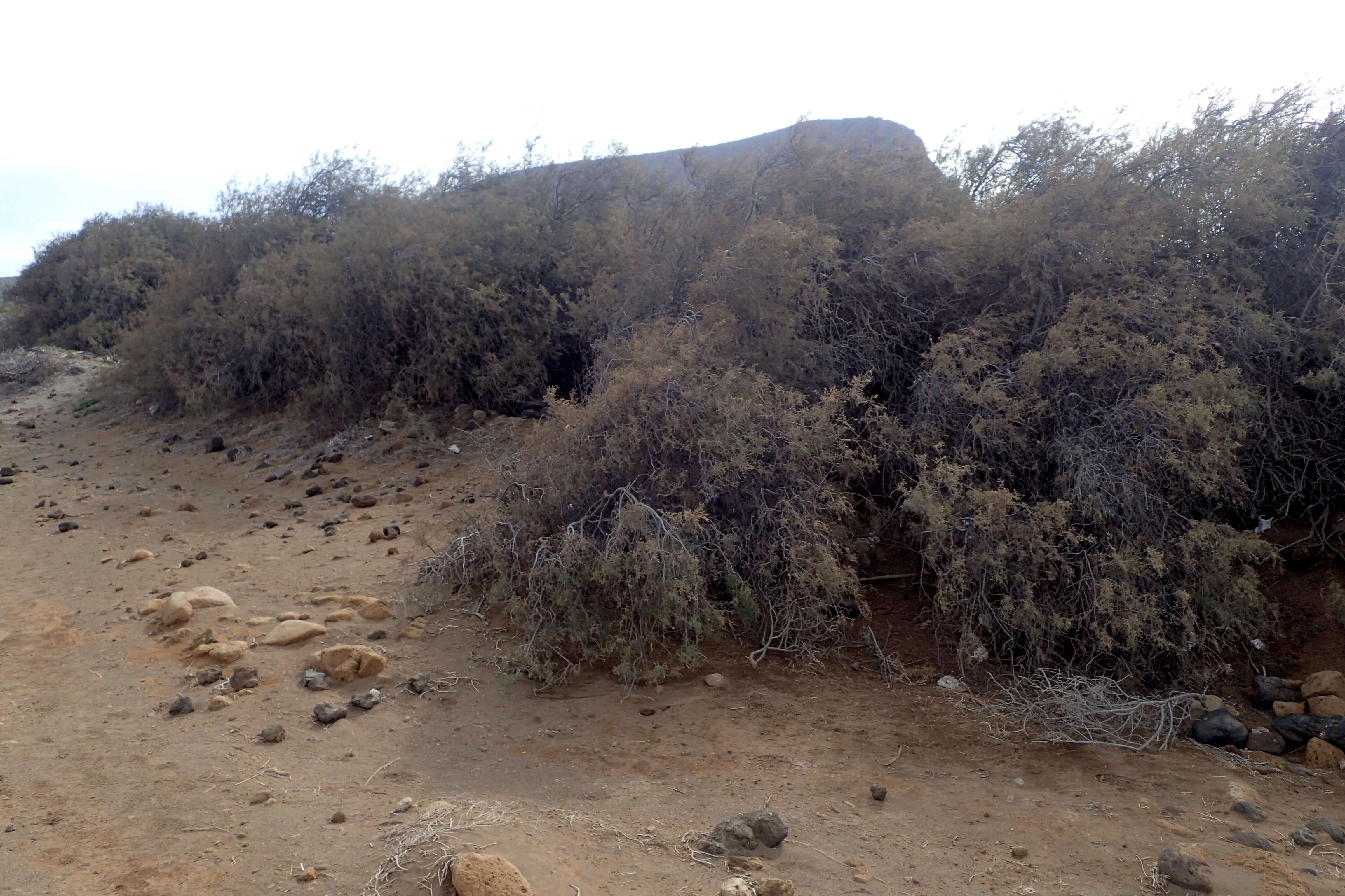 Image of Canary Island tamarisk