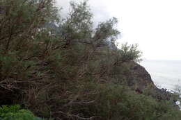 Image of Canary Island tamarisk