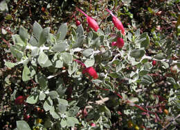 صورة Eremophila glabra (R. Br.) Ostenf.