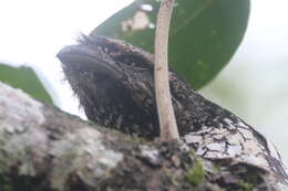 Image of Sunda Frogmouth