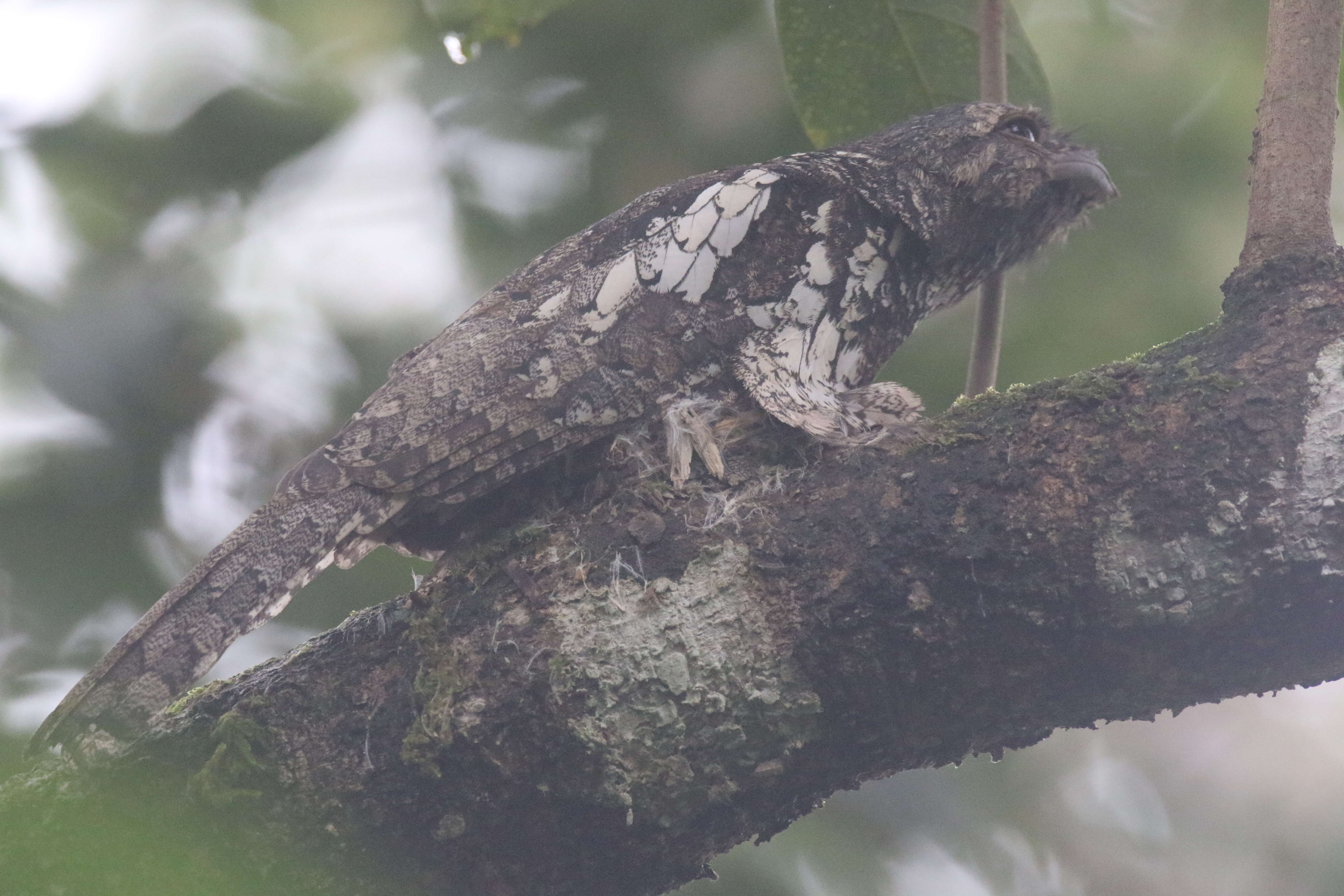 Image of Sunda Frogmouth