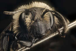 Imagem de Andrena carlini Cockerell 1901