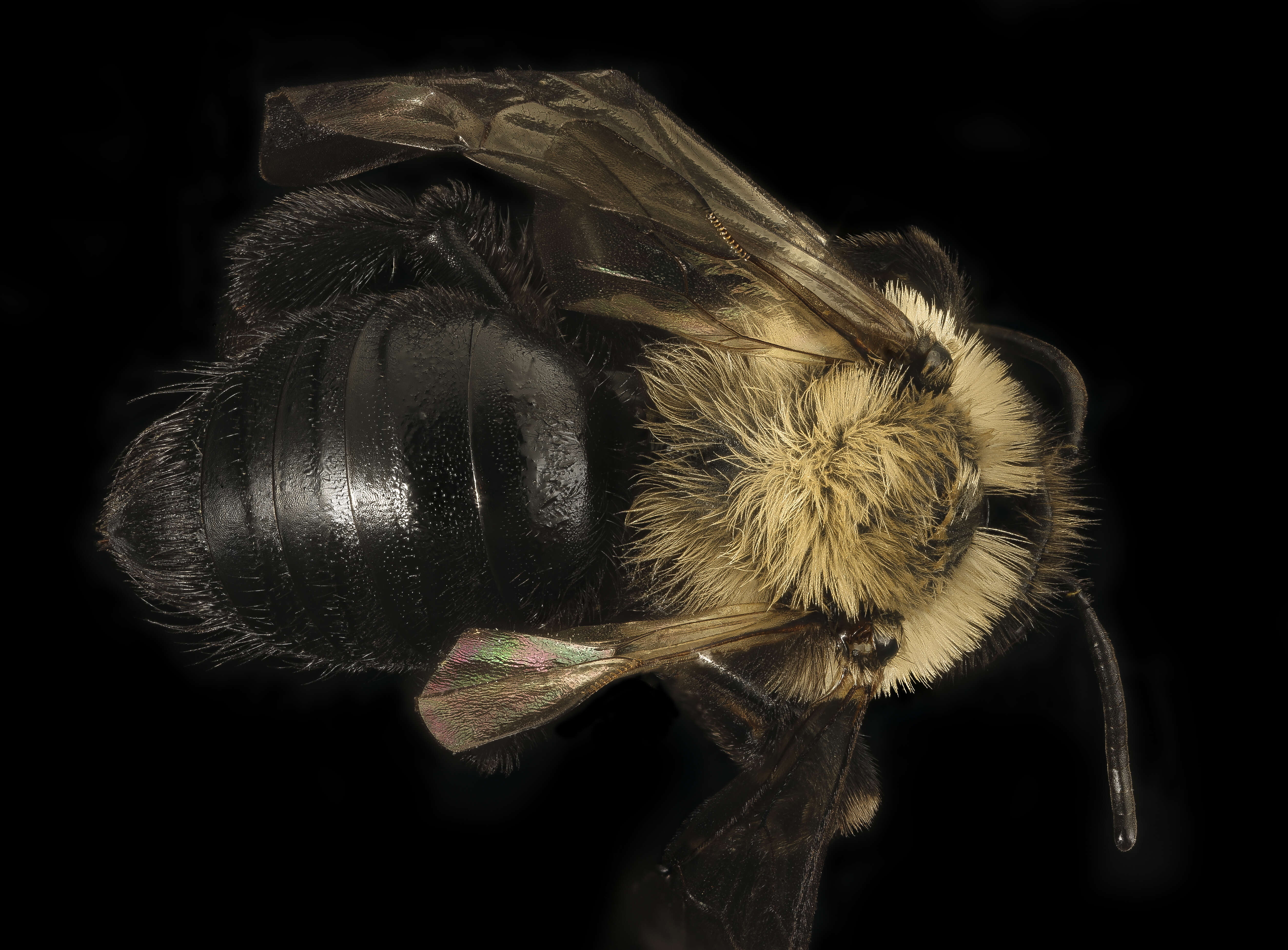 Imagem de Andrena carlini Cockerell 1901