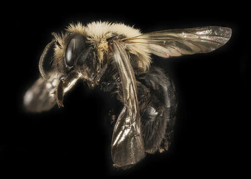 Imagem de Andrena carlini Cockerell 1901