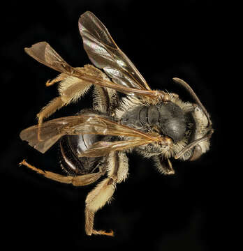 Image of Andrena confederata Viereck 1917