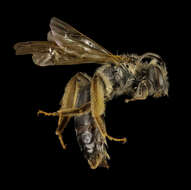 Image of Andrena confederata Viereck 1917