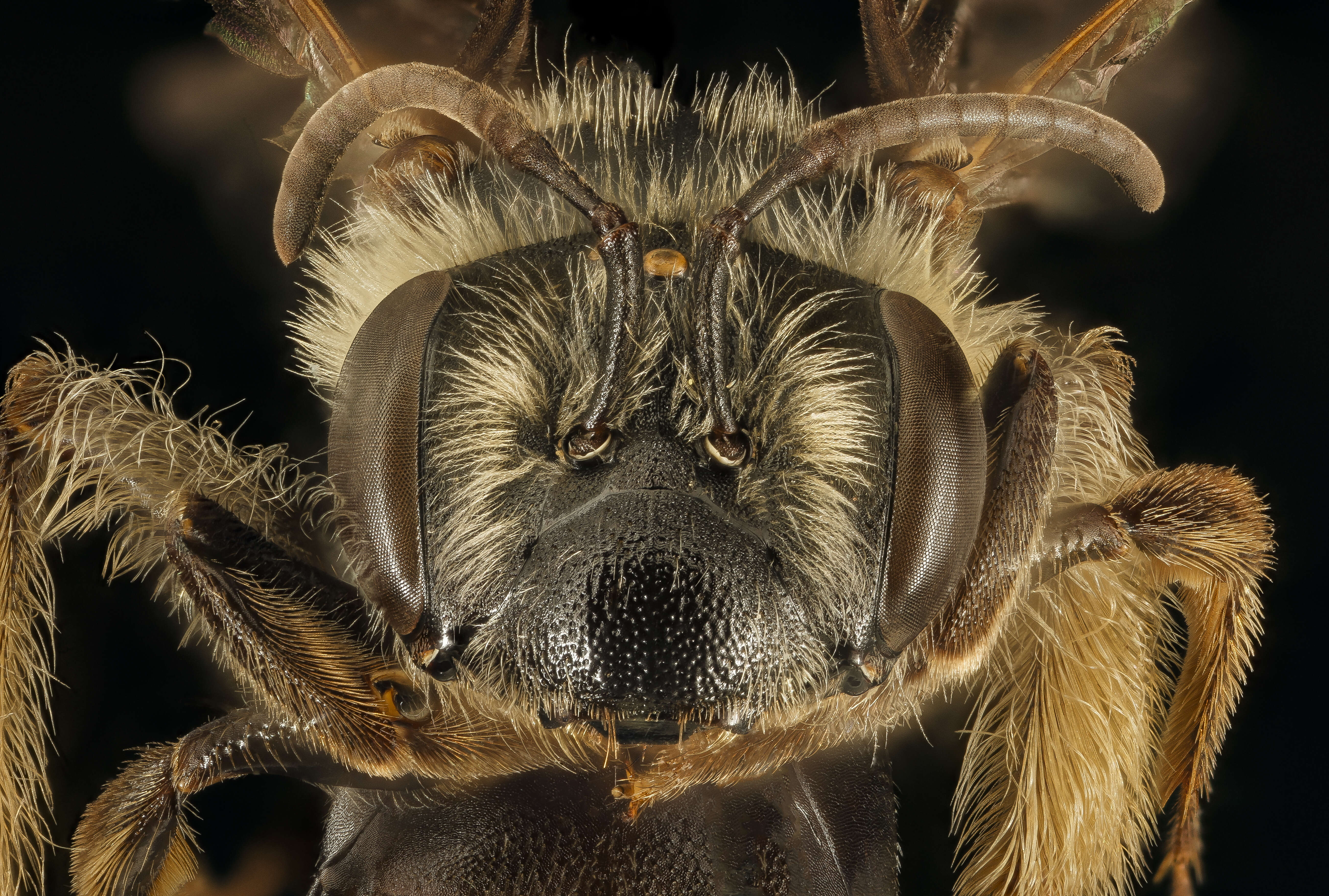 Image of Andrena confederata Viereck 1917