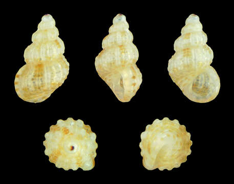 Image of Alvania canariensis (d'Orbigny 1840)