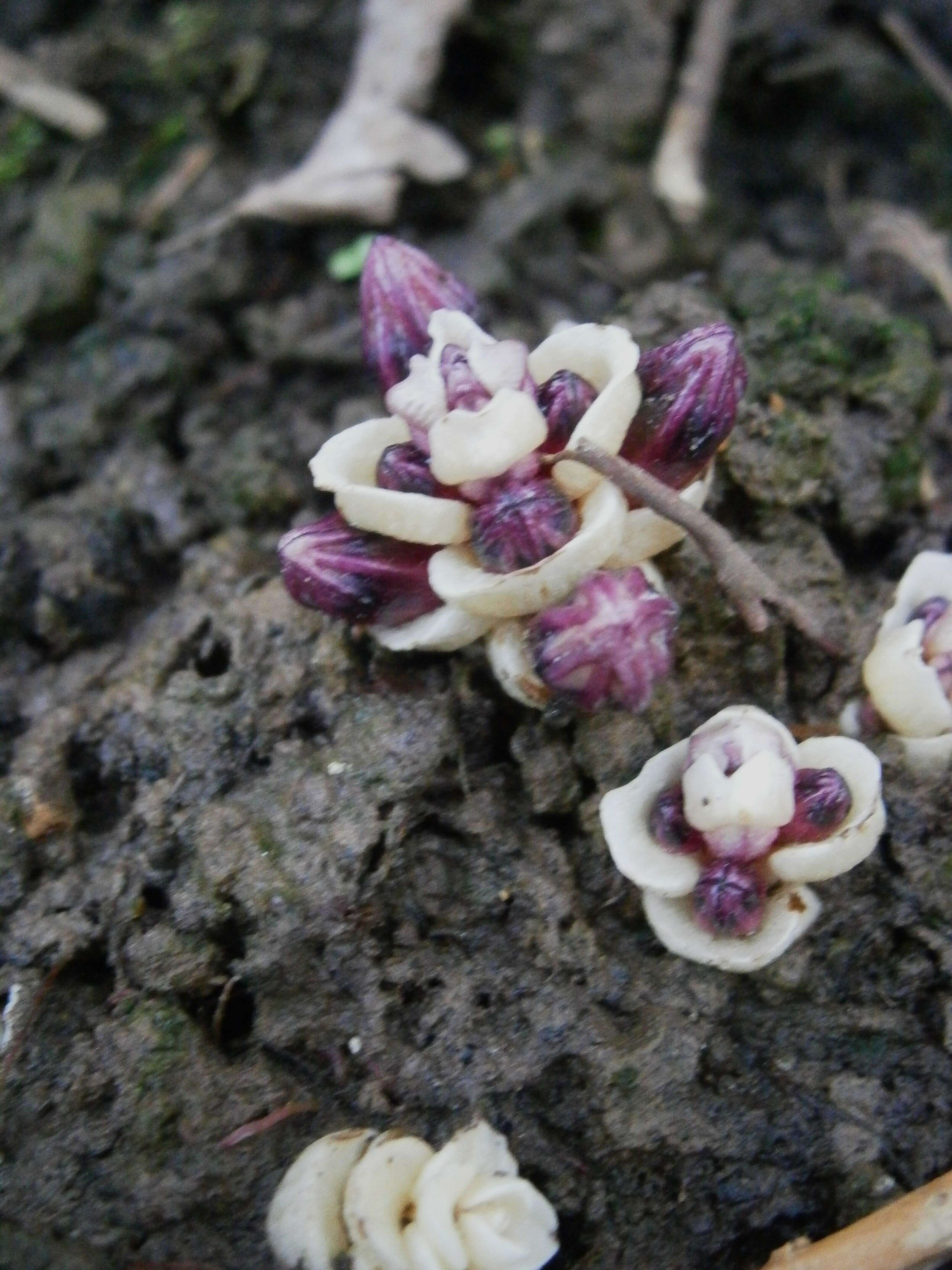 Image of Lathraea clandestina L.