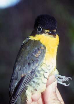 Image of Andean Laniisoma