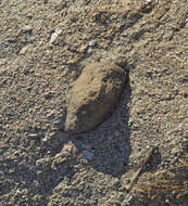 Image of Iberian Wall Lizard