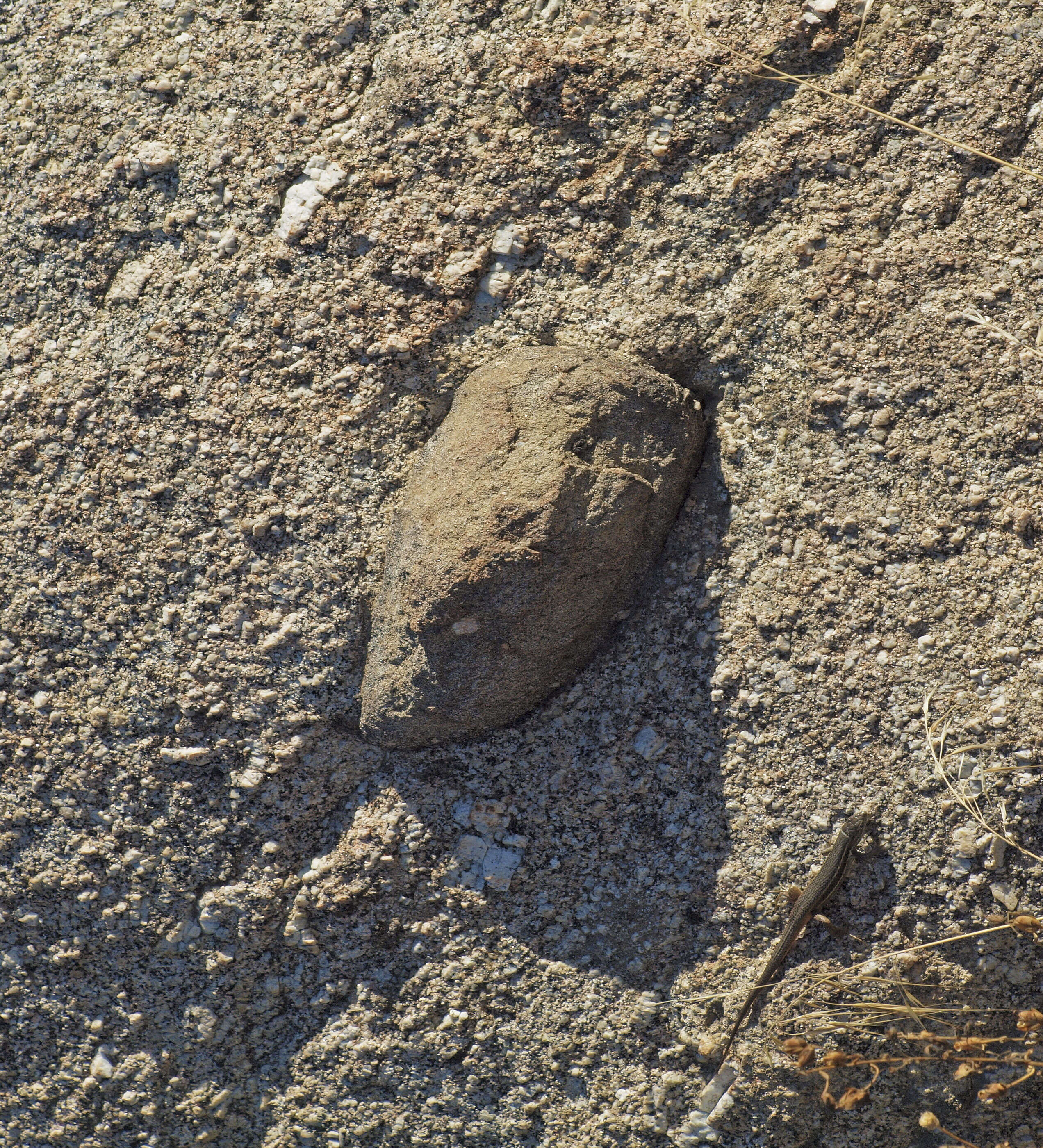 Image of Iberian Wall Lizard