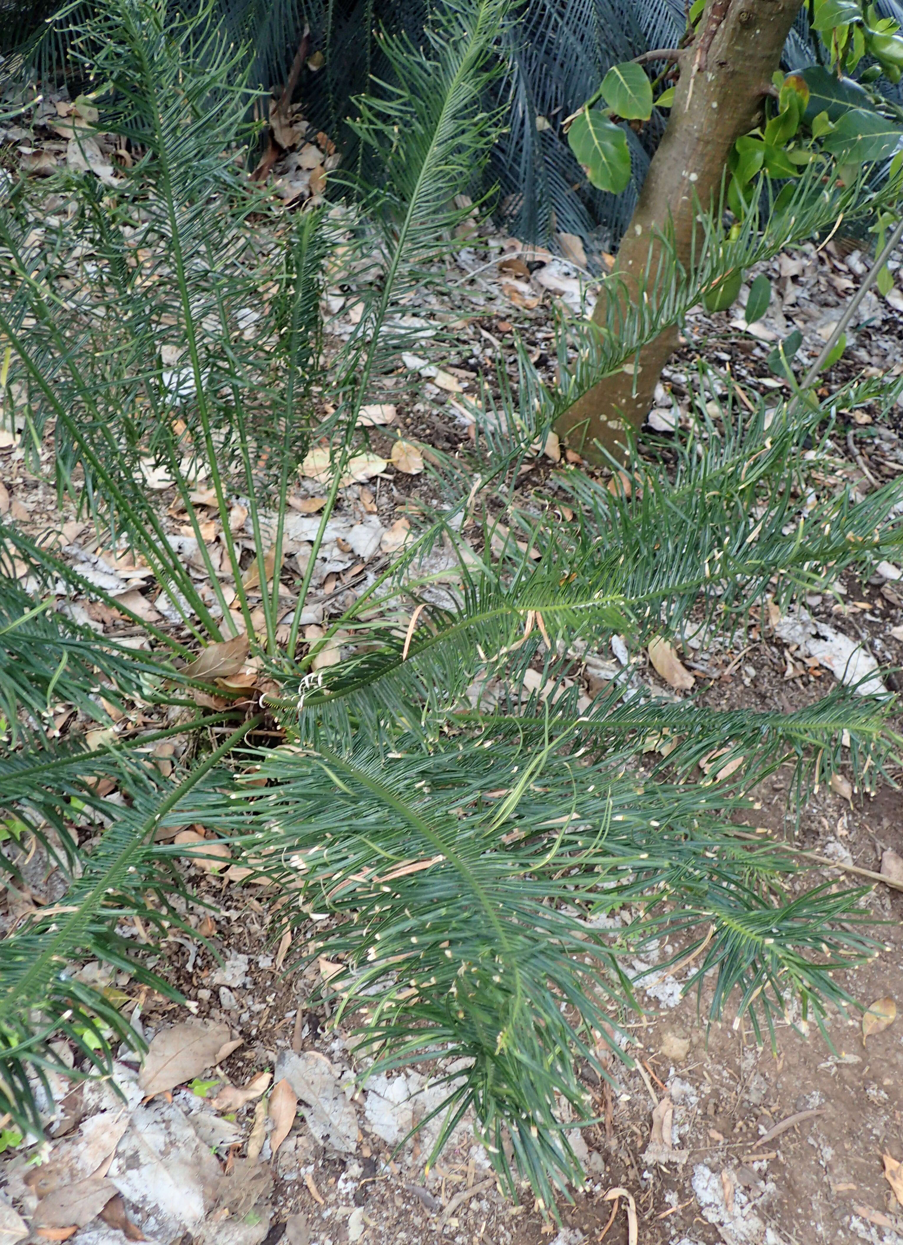 Image of Cycad