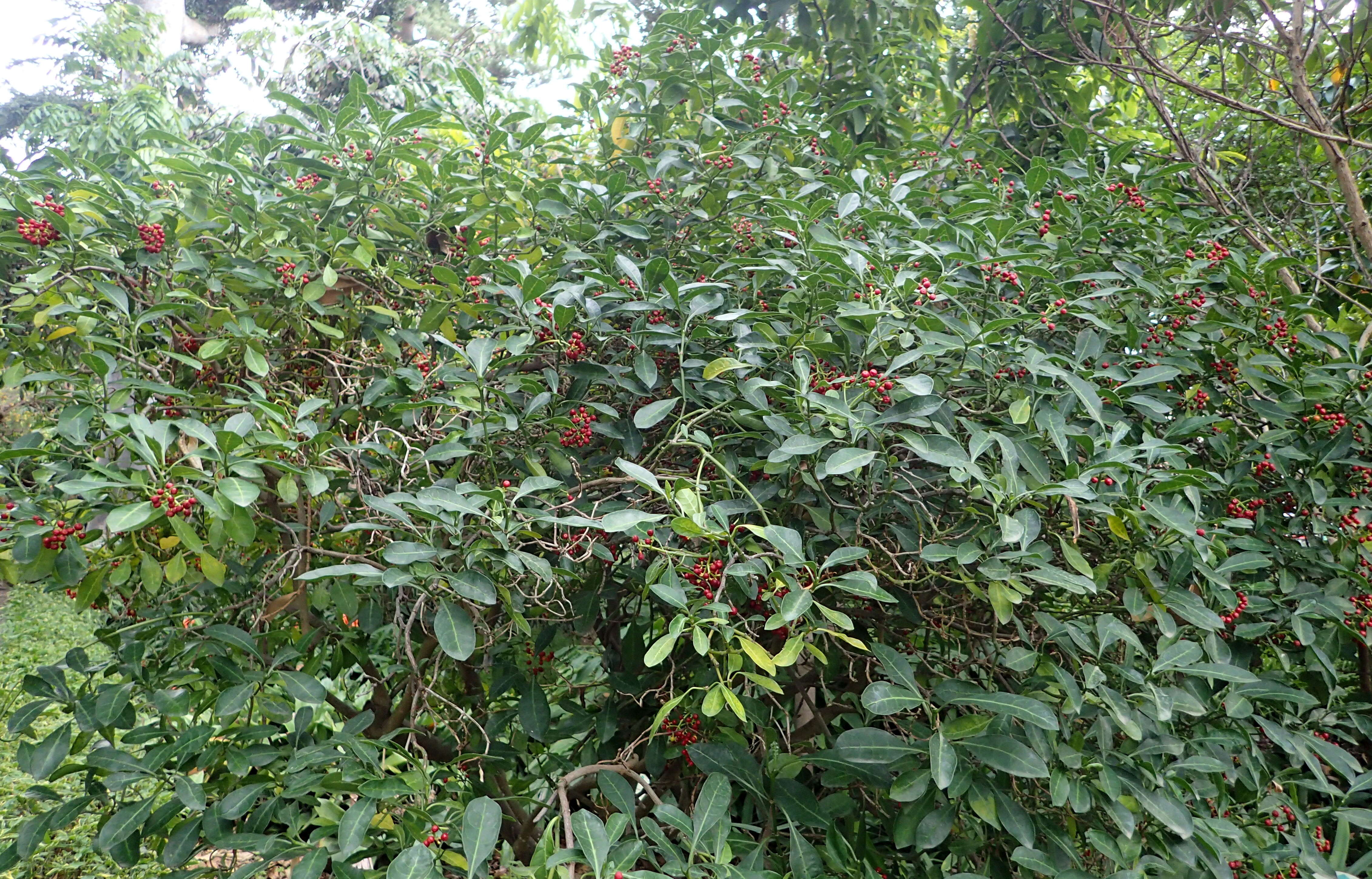 Image of Black bird-berry