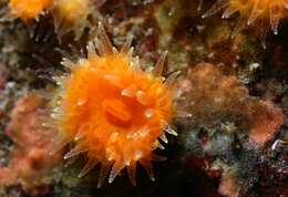 Image of Lowridge cactus coral