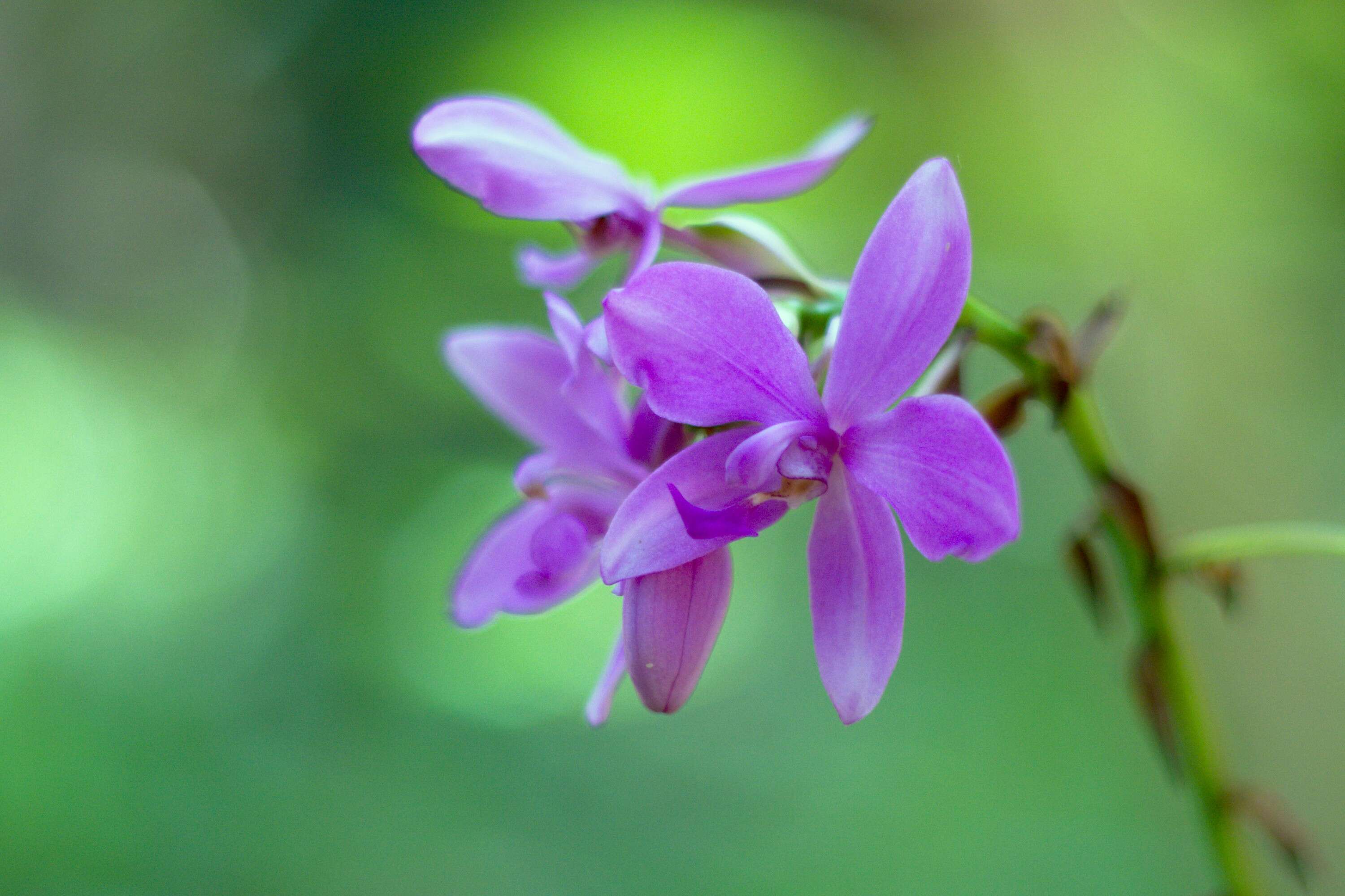 Sivun Spathoglottis plicata Blume kuva