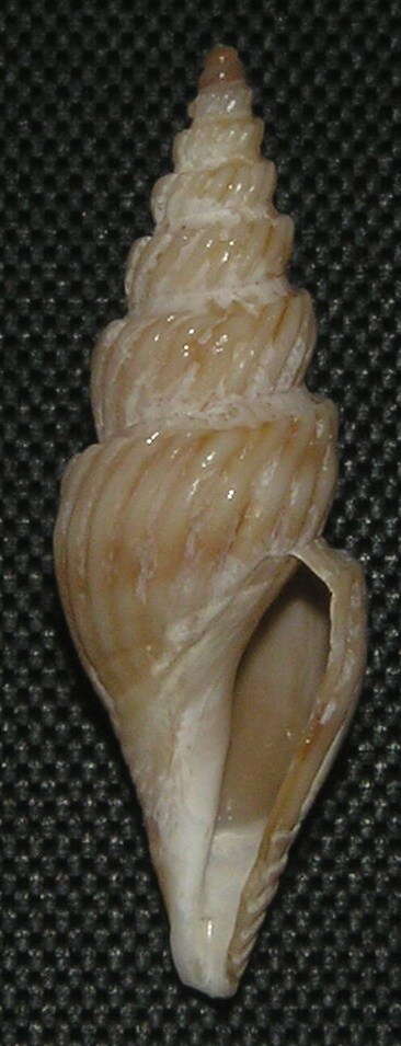 Image of Eumetazoa