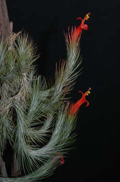 Image of Tillandsia andreana É. Morren ex André