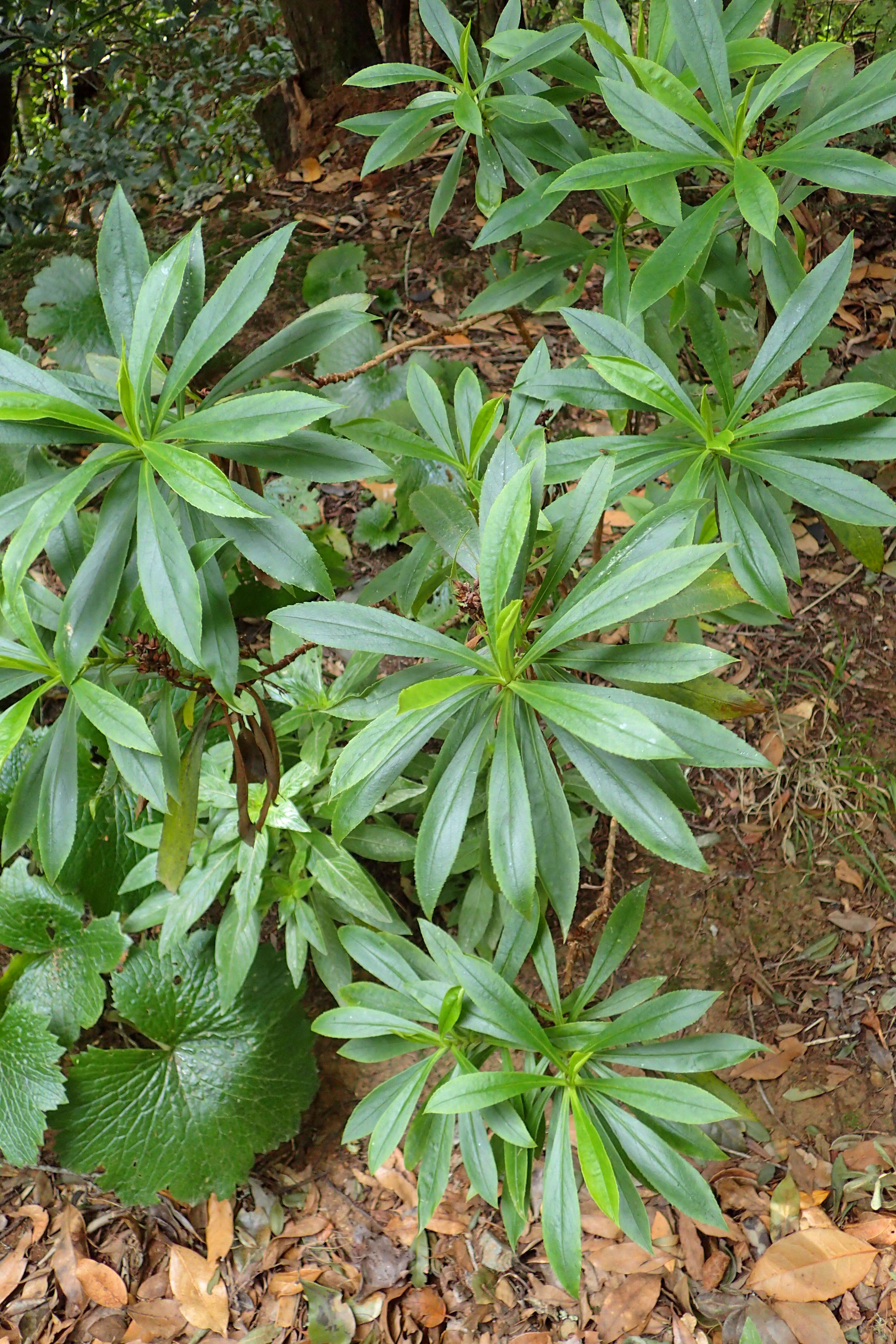 Imagem de Digitalis canariensis L.