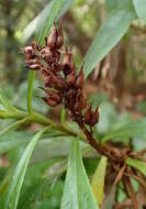 Imagem de Digitalis canariensis L.